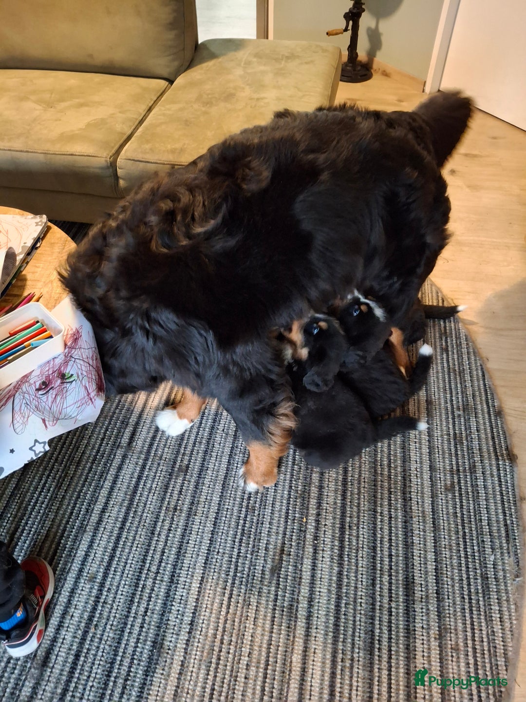 Berner Sennenhond honden te koop: Te koop berner sennen pups - Advertentie 3