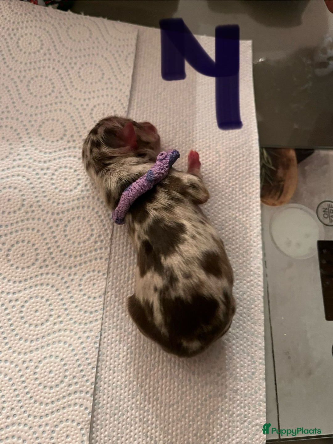 Chihuahua honden te koop: 6 lieve Chihuahua puppy’s - Advertentie 11