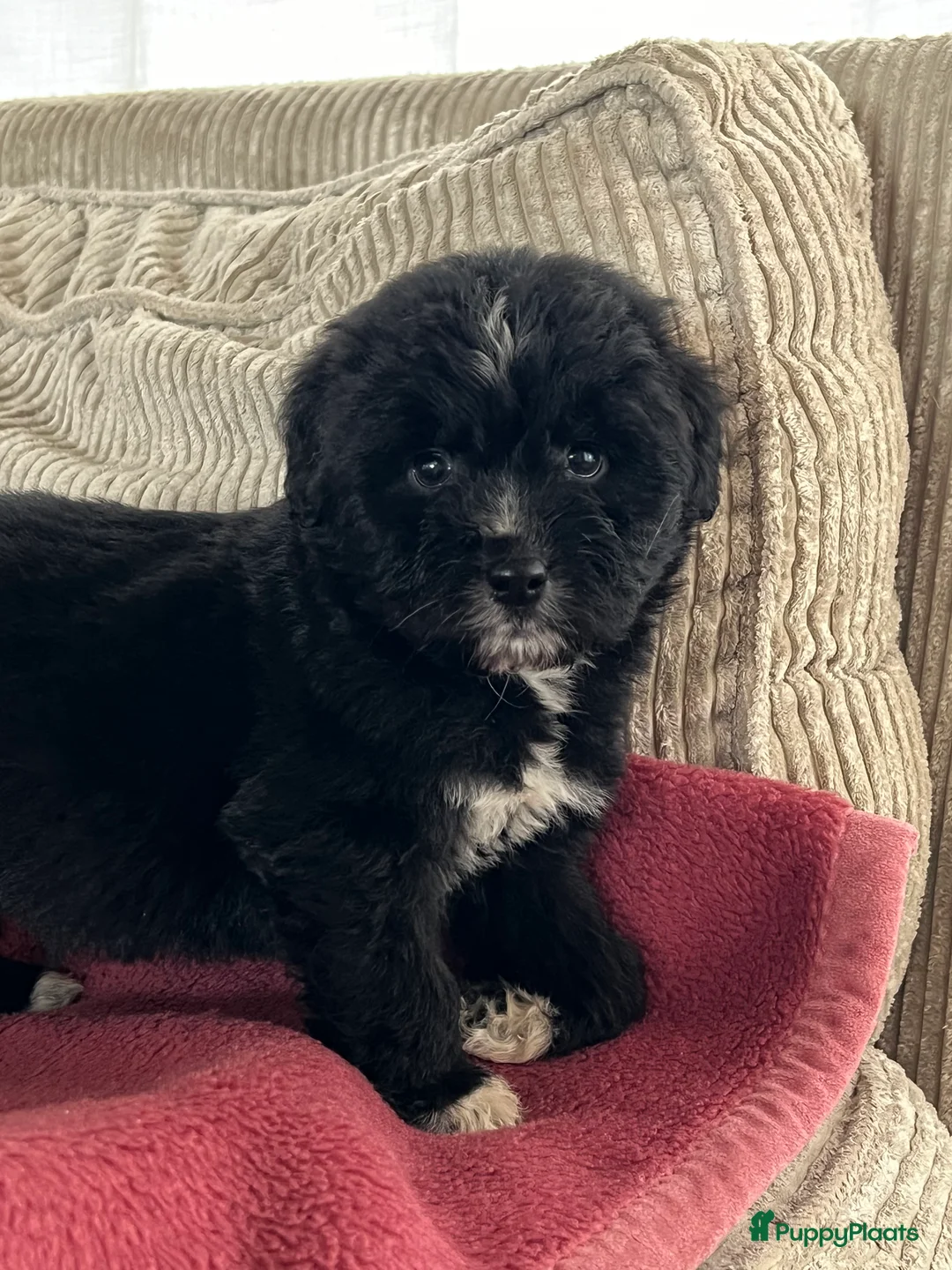 Kruising honden te koop: Prachtige aussidoodle pups - Advertentie 13