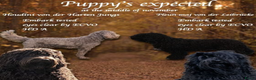 Barbet honden te koop: Barbet pups - Advertentie 12