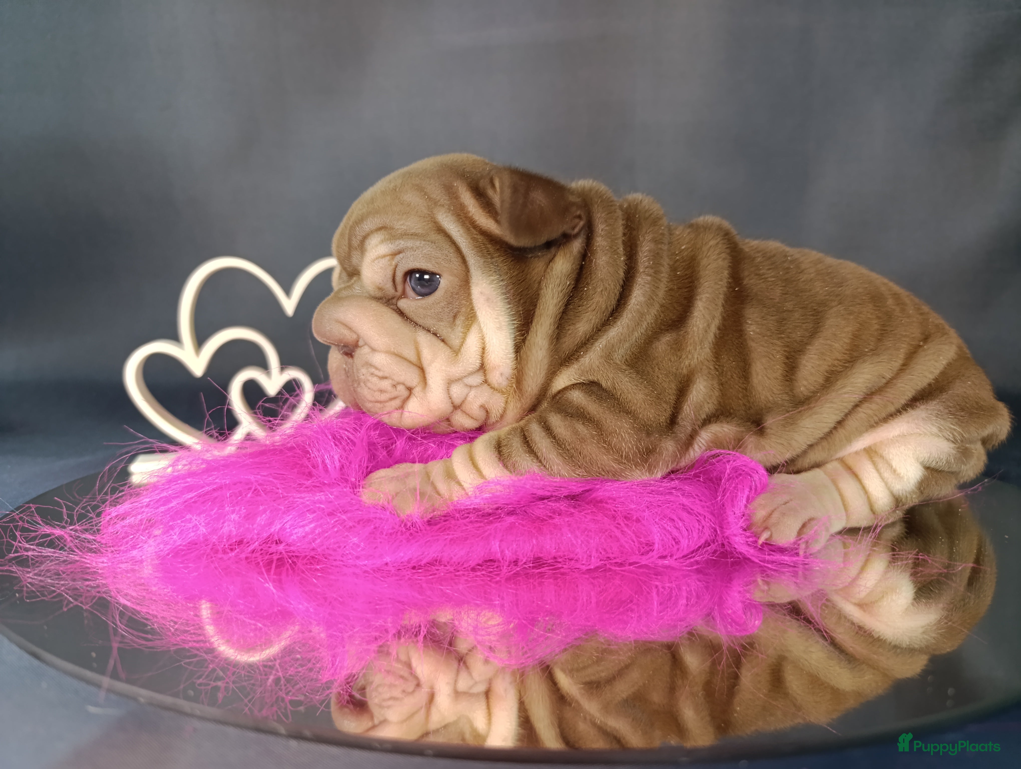 Franse Bulldog honden Big rope Velvet Franse bulldog  - Advertentie 1