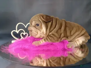 Franse Bulldog honden Big rope Velvet Franse bulldog - Advertentie 6