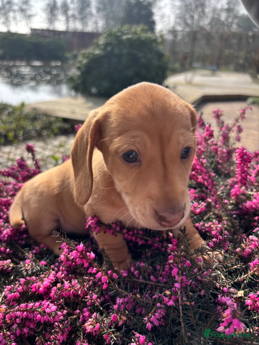 Teckel (korthaar)  honden te koop: Prachtige dwerg x kaninchen redcream teckel pups - Advertentie 1