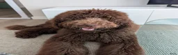 Labradoodle honden te koop: 7 mnd Labradoodle zoekt warm thuis - Advertentie 1
