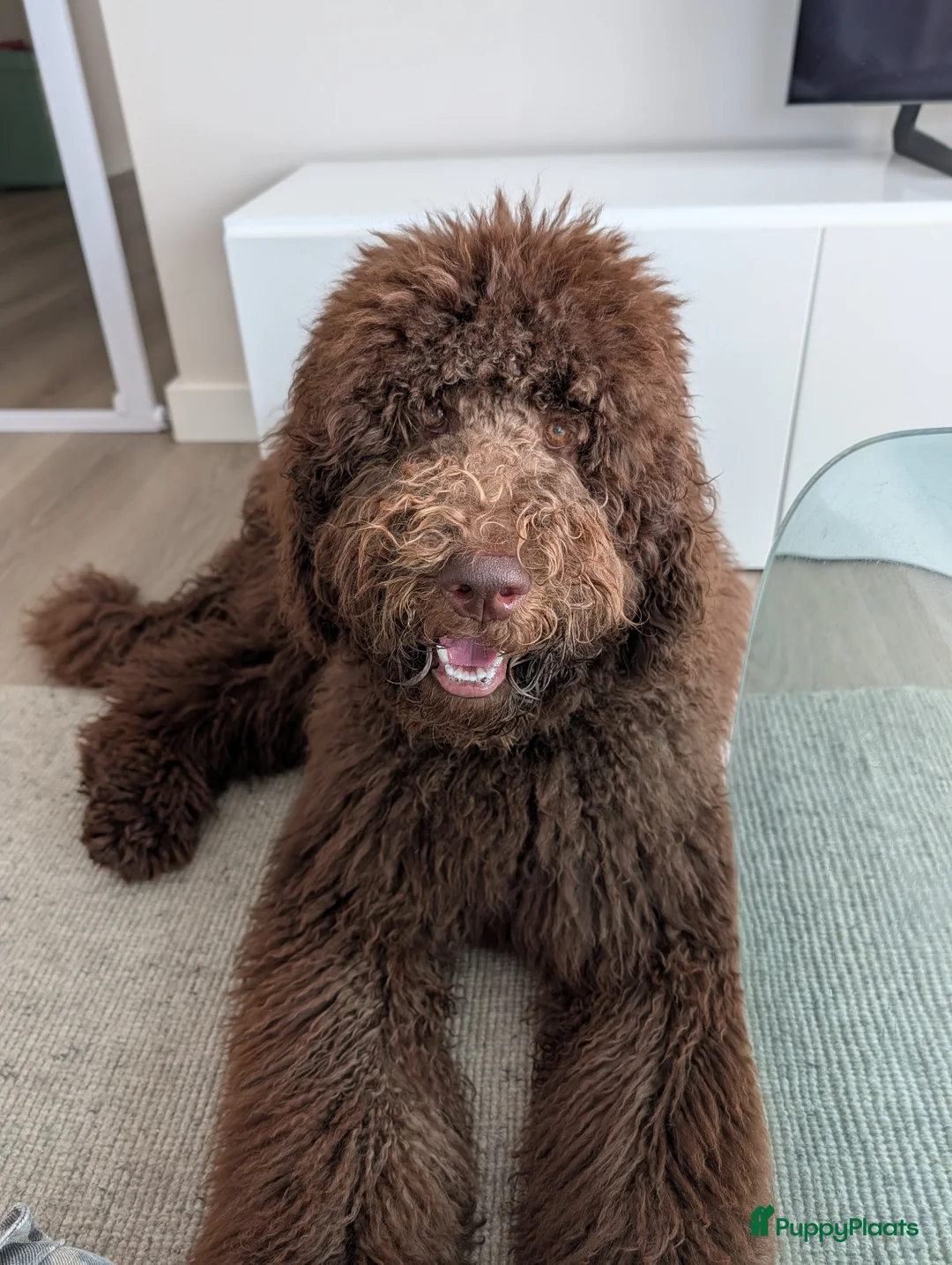 Labradoodle honden te koop: 7 mnd Labradoodle zoekt warm thuis - Advertentie 1