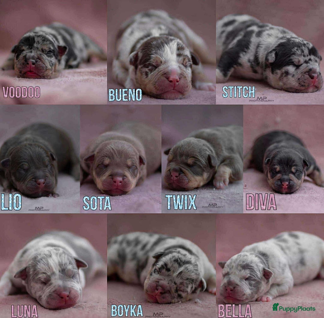 Amerikaanse Bully honden te koop: American Bully pocket  - Advertentie 8