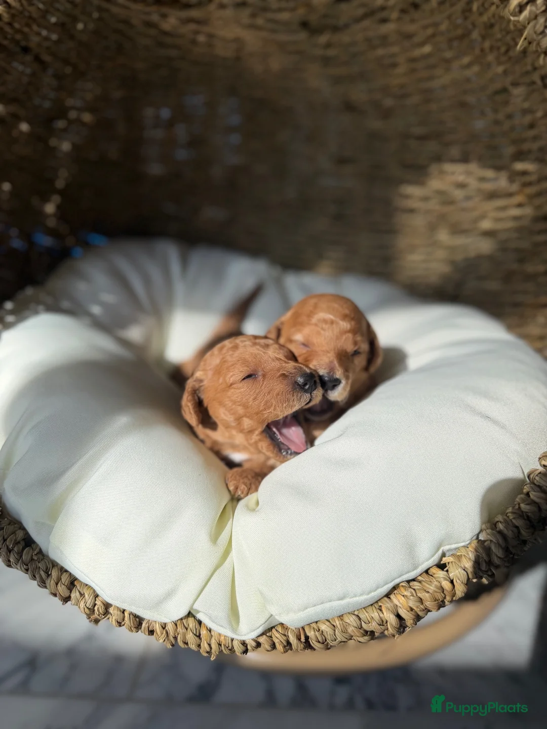 Labradoodle honden te koop: Mini labradoodle  - Advertentie 1
