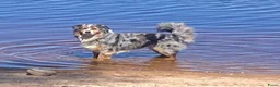 Kruising honden te koop:  Australian Shepherd (75%) x Bordercollie (25%) - Advertentie 22