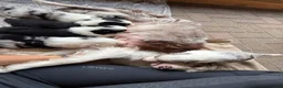 Border Collie honden te koop: FCI stamboom Bordercollie pups te koop 🩷🩵🩵🩵 - Advertentie 6