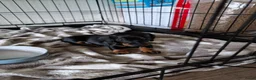 Teckel (korthaar)  honden te koop: Ras zuivere dwerg teckel pups  - Advertentie 2