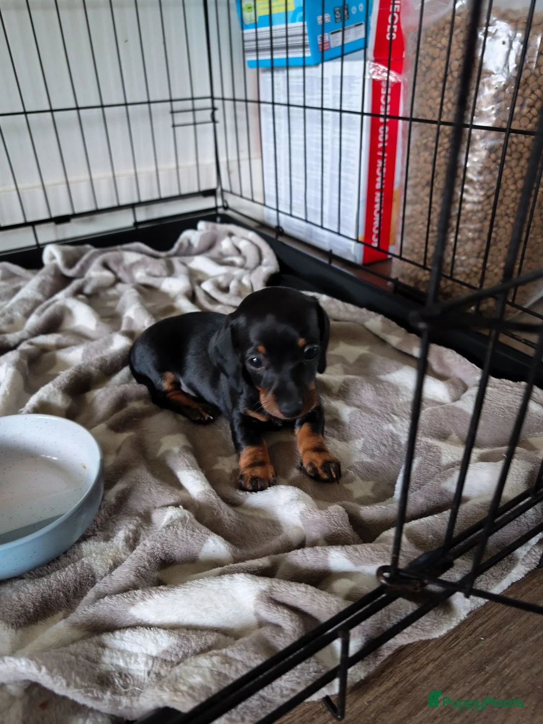 Teckel (korthaar)  honden te koop: Ras zuivere dwerg teckel pups  - Advertentie 2