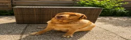 Labrador Retriever honden te koop: Super leuke labrador pups! - Advertentie 19