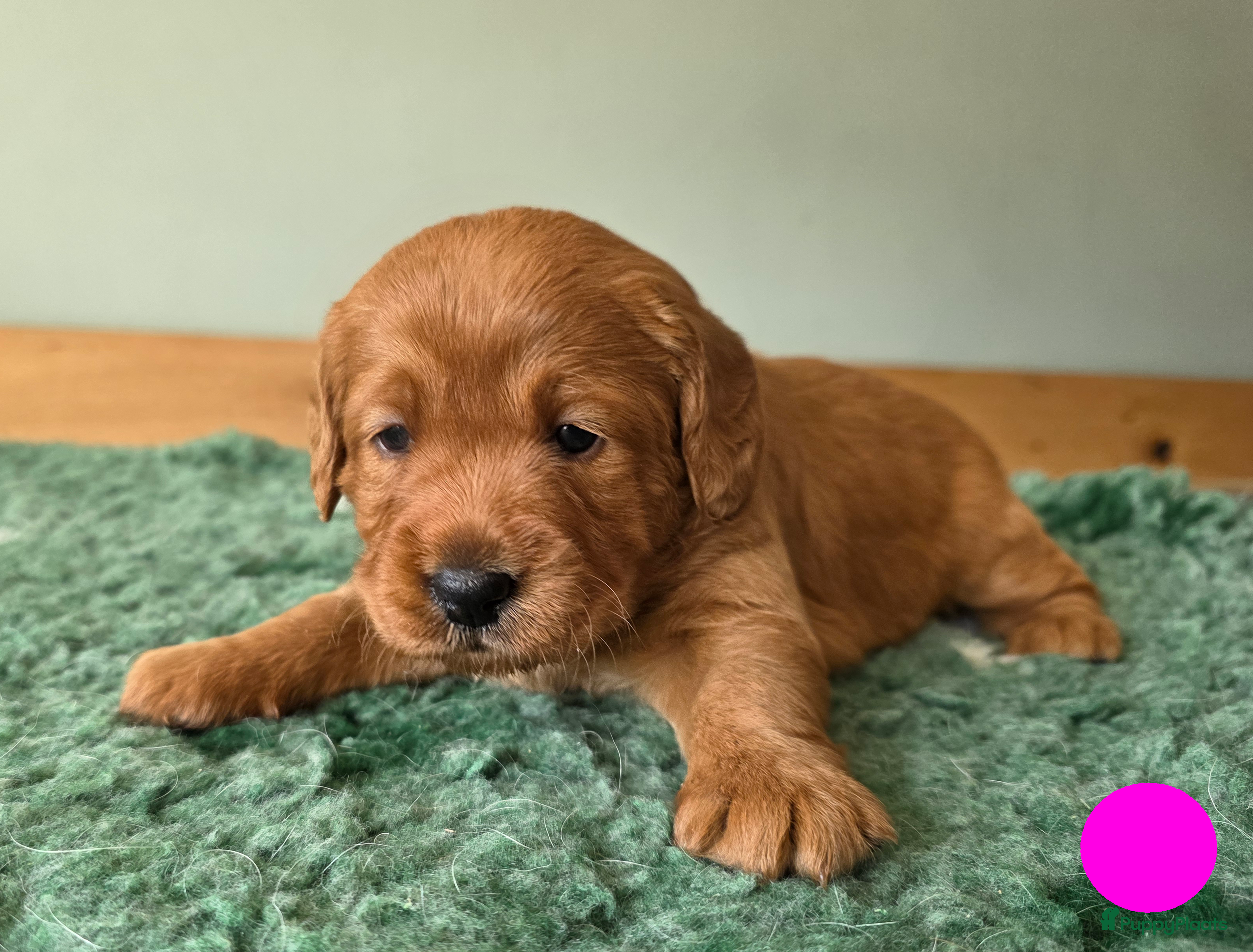 Labradoodle honden Prachtige  medium abricot labradoodles - Advertentie 2