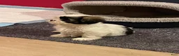 Shih Tzu honden te koop: Te koop - Advertentie 3