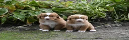 Nova Scotia Duck Tolling Retriever honden te koop: Nova Scotia Duck Tolling Retriever pups # Toller - Advertentie 9