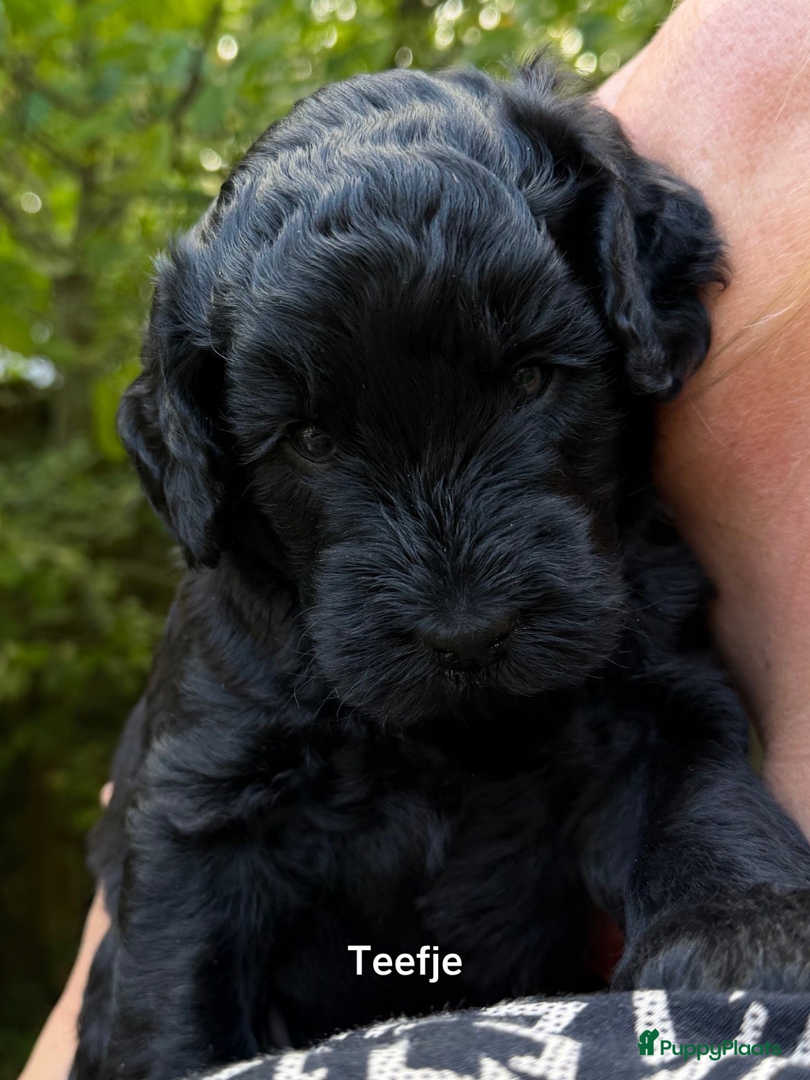 Labradoodle honden Labradoodle pups  - Advertentie 7