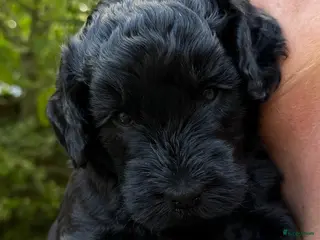 Labradoodle honden Labradoodle pups - Advertentie 18