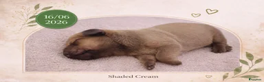 Shaded Cream