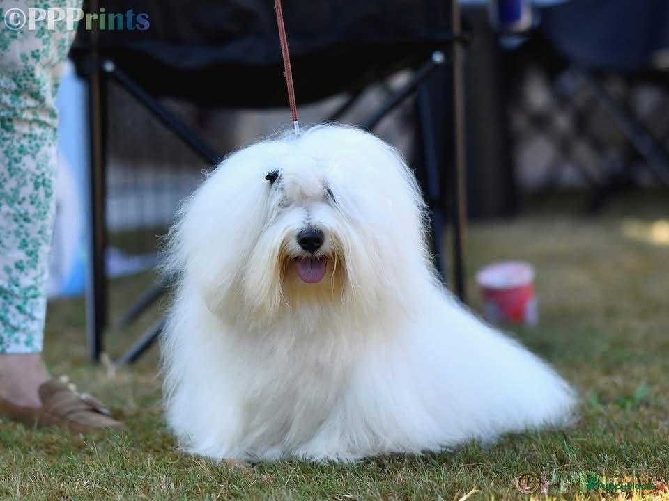 Coton De Tuléar honden Coton de Tuléar reutje beschikbaar - Advertentie 4