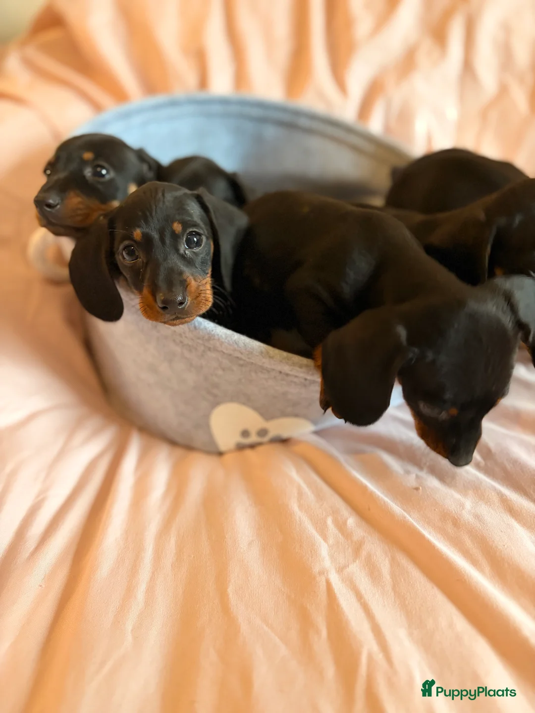 Teckel (korthaar)  honden te koop: Kaninchen Teckel pupjes opzoek naar gouden mandje. - Advertentie 1