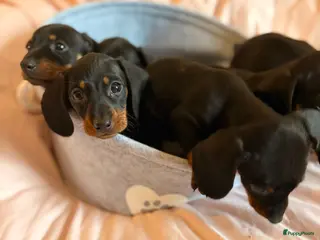 Teckel (korthaar) honden Kaninchen Teckel pupjes opzoek naar gouden mandje. - Advertentie 1