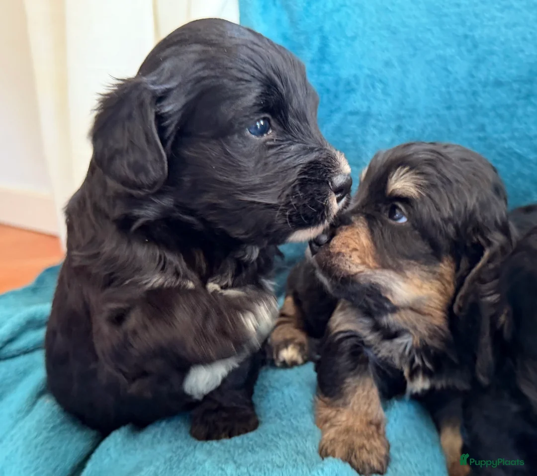 Bernedoodle honden te koop: Mini Bernedoodle pups te koop - Advertentie 11