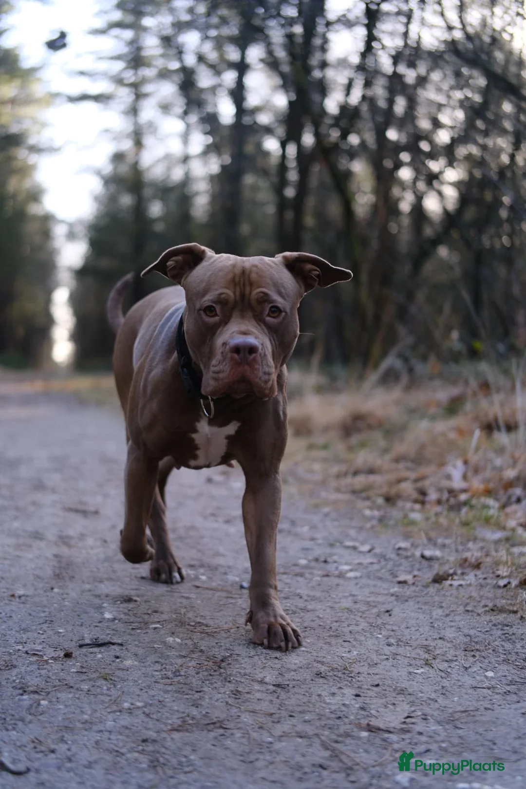 Kruising honden te koop: Pitbull x Amerikaanse Stafford pups - Advertentie 10