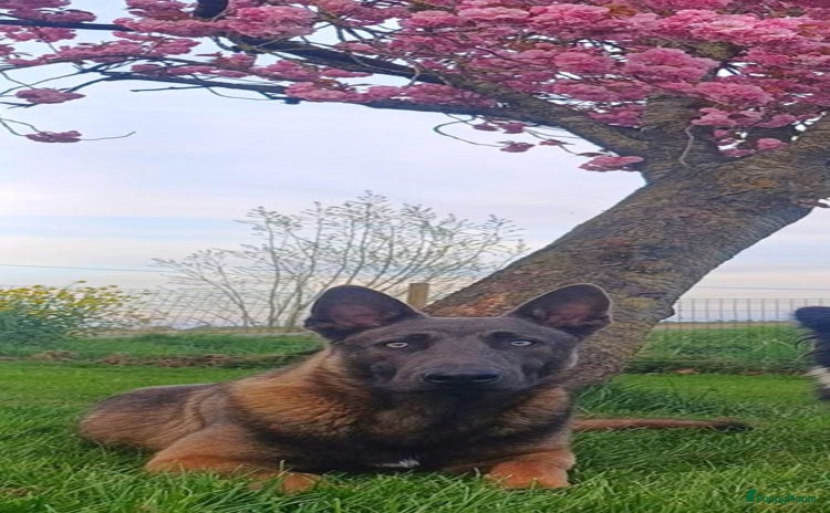 Mechelse Herder honden - Advertentie 11