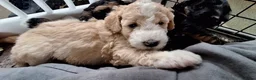 Bernedoodle honden te koop: unieke Bernedoodle pups - Advertentie 12