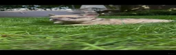 Franse Bulldog honden te koop: Franse Bulldog pups! Uniek dna+ arfe stamboom - Advertentie 10