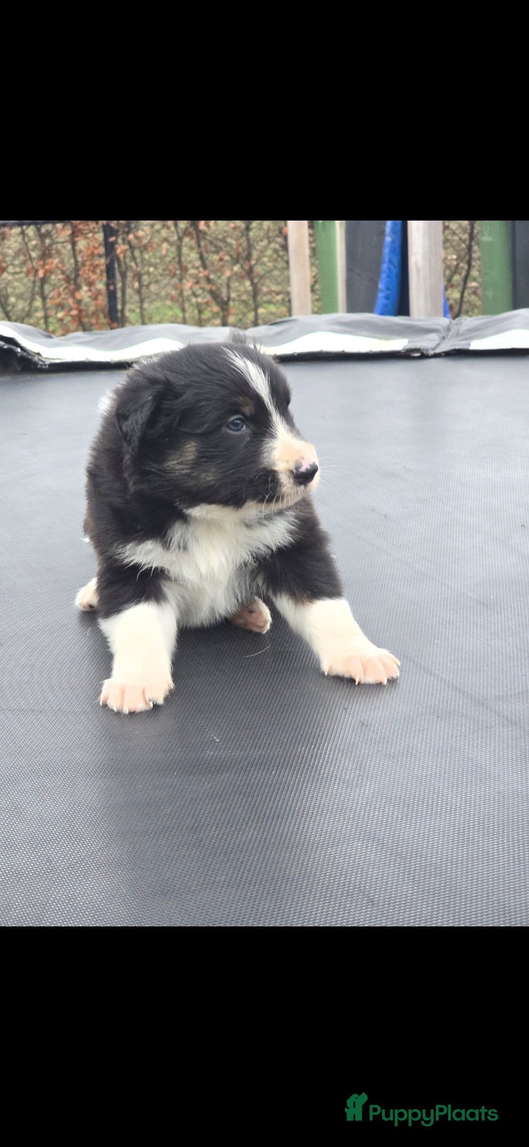 Australian Shepherd honden te koop: Mooie australian sherperd pups. - Advertentie 9