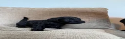 Labradoodle honden te koop: Medium Labradoodle puppy's - Advertentie 9