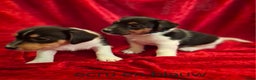 Jack Russel Terriër honden te koop: Jack Russel puppy's  - Advertentie 4