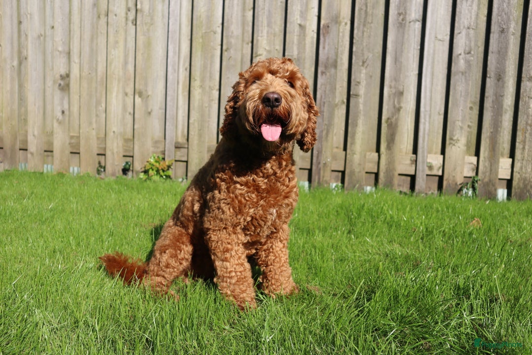 Labradoodle honden ter dekking: Bruno de australian labradoodle in Heusden - Afbeelding 3