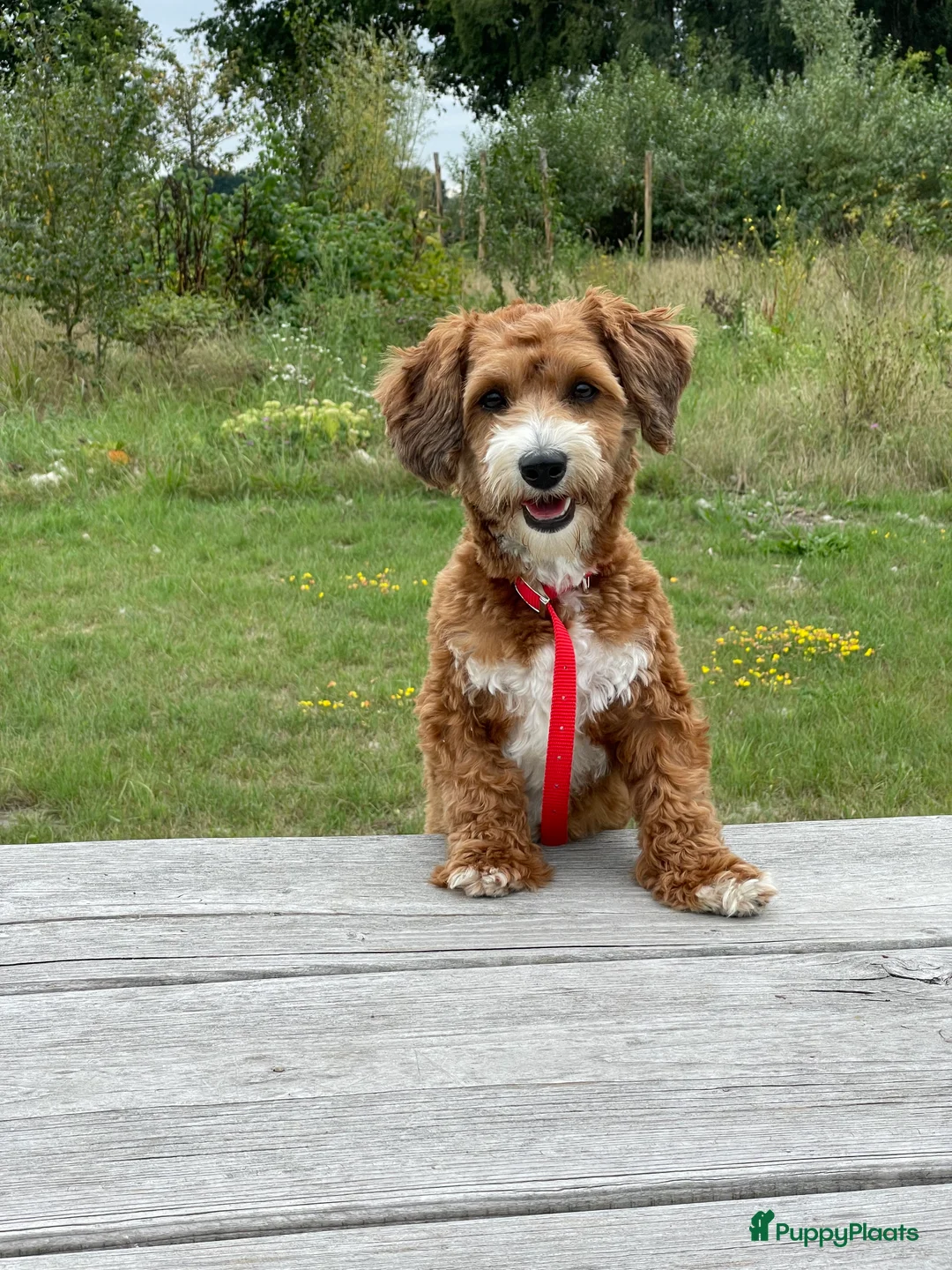 Maltipoo honden ter dekking: Maltipoo dekreutje sjefke - Advertentie 2