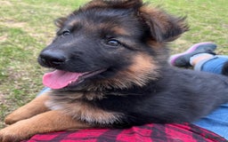 Duitse Herder honden te koop: Prachtige langharige Duitse herder met rechte rug - Afbeelding 20