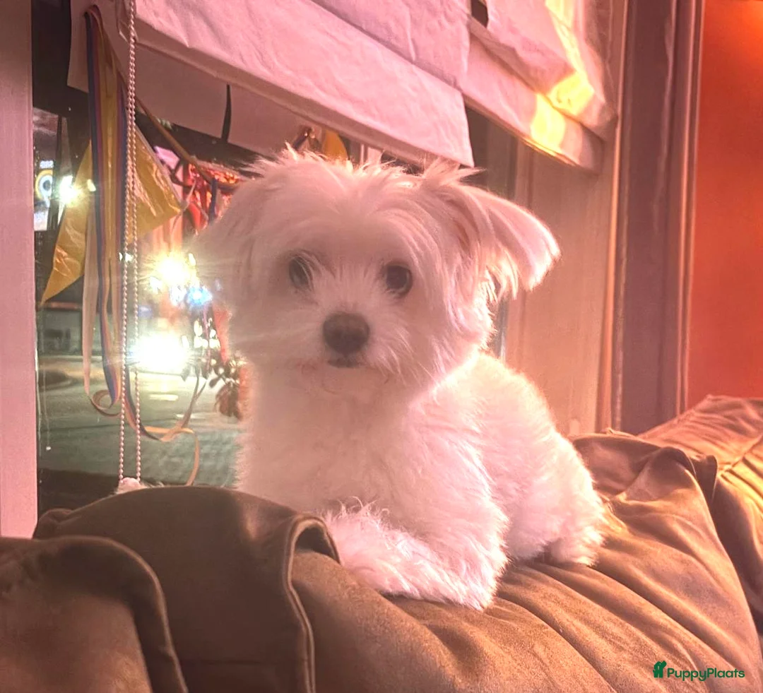 Kruising honden te koop: Boompoo pups - Advertentie 3