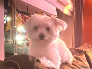 Kruising honden Boompoo pups - Advertentie 8