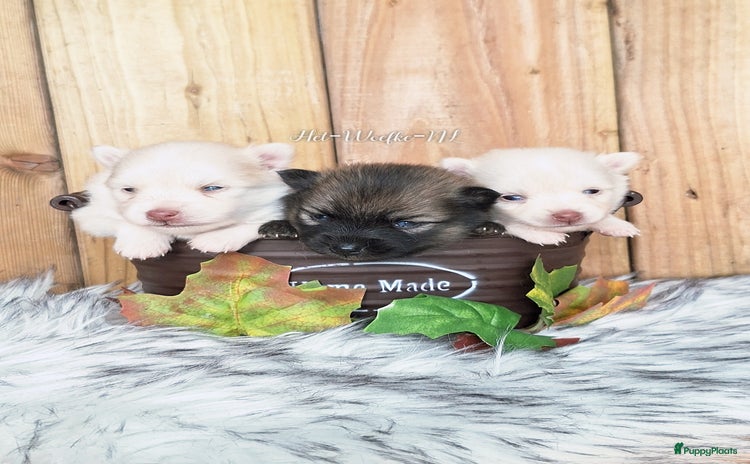Pomsky honden Pomsky pups zoeken lievedevol mandje - Advertentie 2