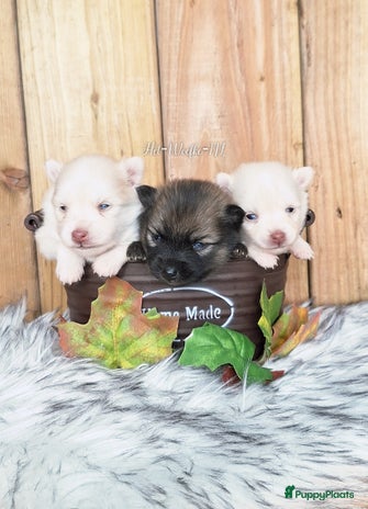 Pomsky honden Pomsky pups zoeken lievedevol mandje - Advertentie 2