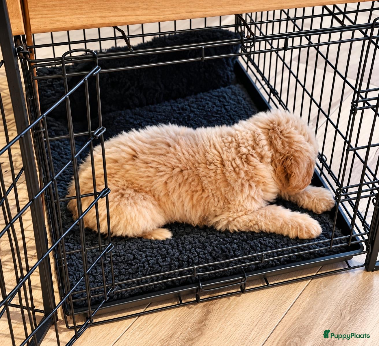 Kruising honden 2 prachtige Medium Bernedoodle pups - 9 weken - Advertentie 2