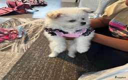 Nederlandse Schapendoes honden te koop: Boomer/pomeranian breed  - Afbeelding 2