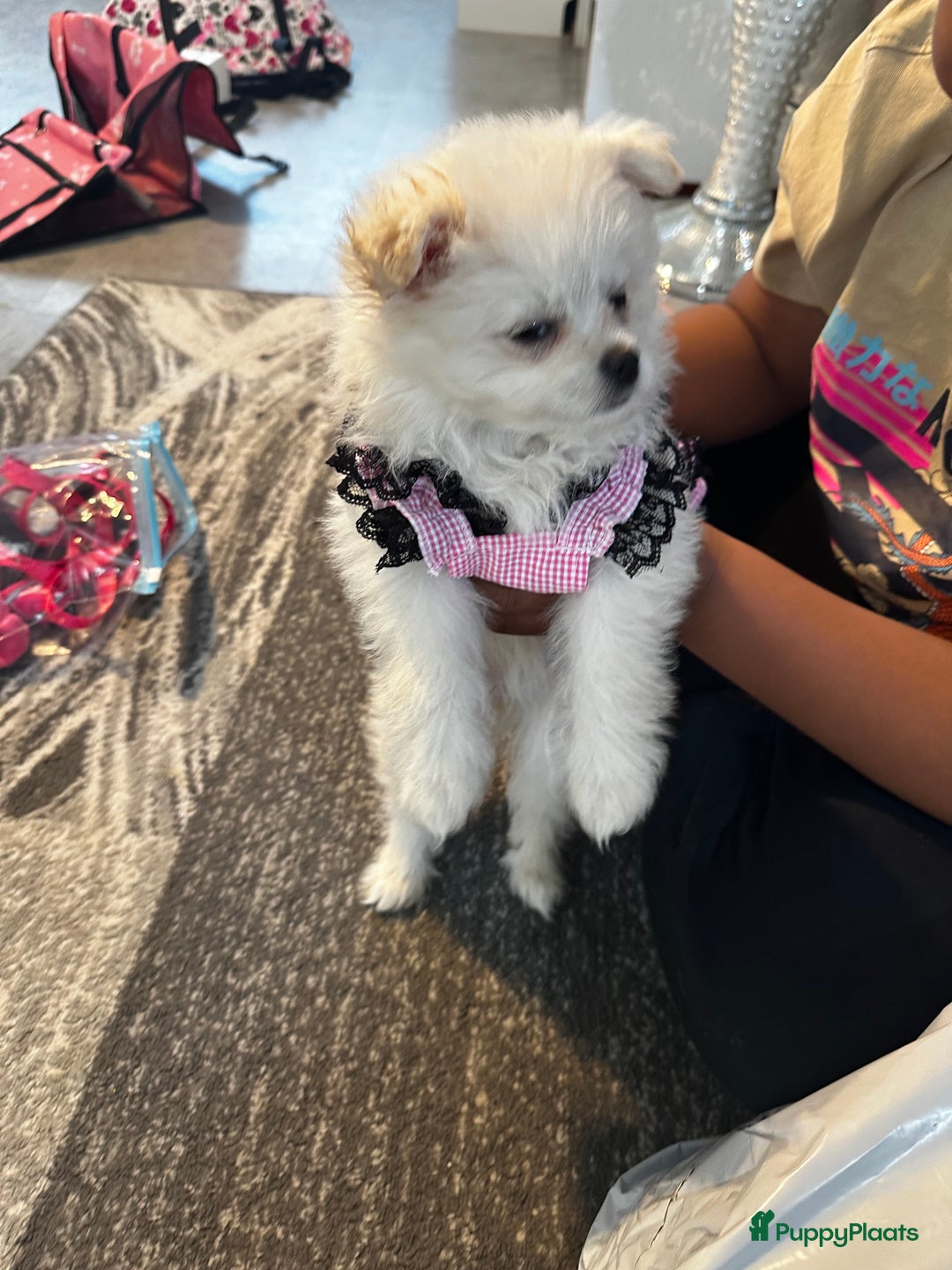 Nederlandse Schapendoes honden te koop: Boomer/pomeranian breed  - Afbeelding 2
