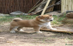 Shiba honden te koop: Shiba teefje met stamboom - Afbeelding 10