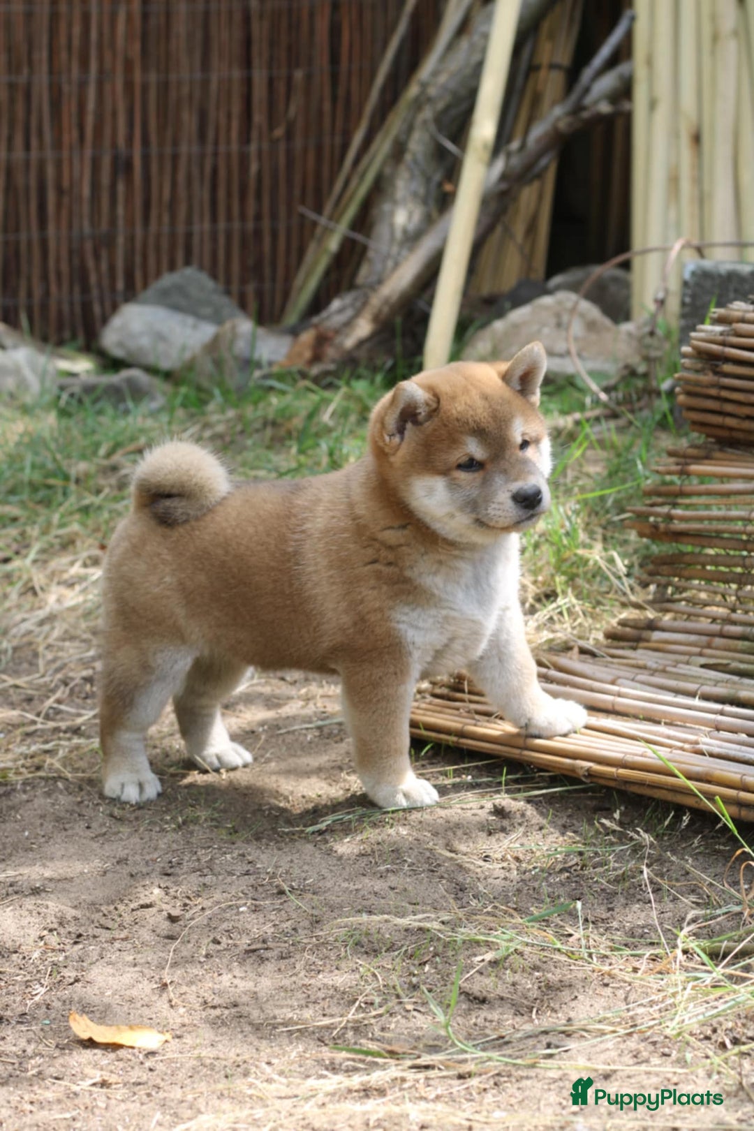 Shiba honden te koop: Shiba teefje met stamboom - Afbeelding 10