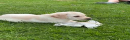Labrador Retriever honden te koop: Labrador pups - Advertentie 11