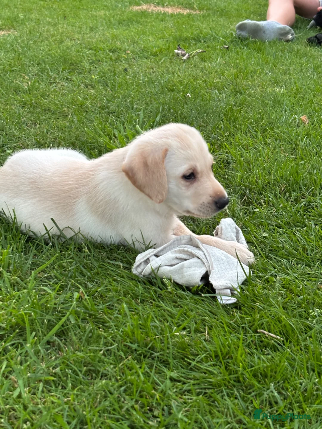 Labrador Retriever honden te koop: Labrador pups - Advertentie 11