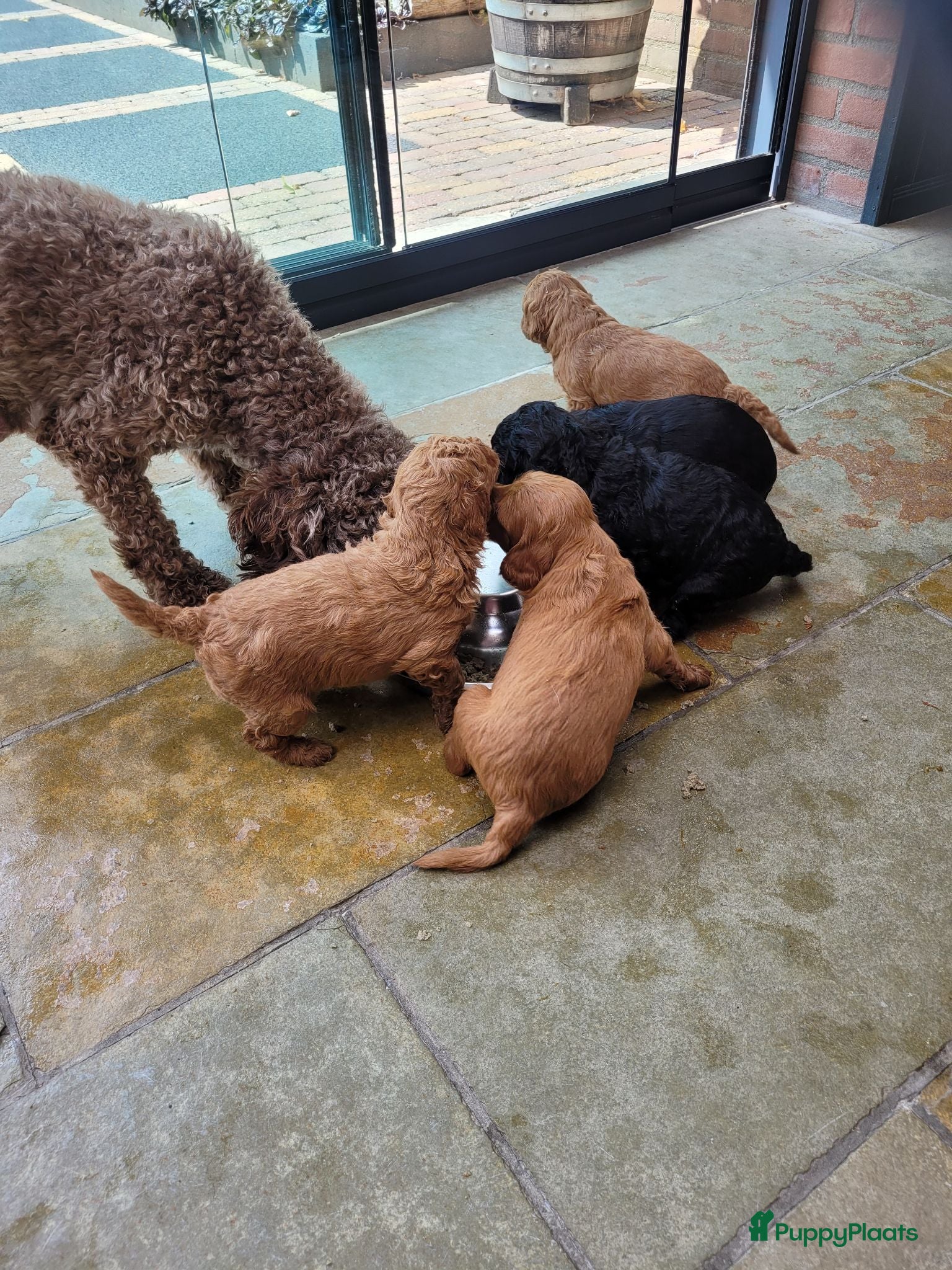 Kruising honden mini labradoodle pups - Advertentie 12