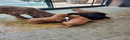 Kruising honden te koop: mini labradoodle pups - Advertentie 8