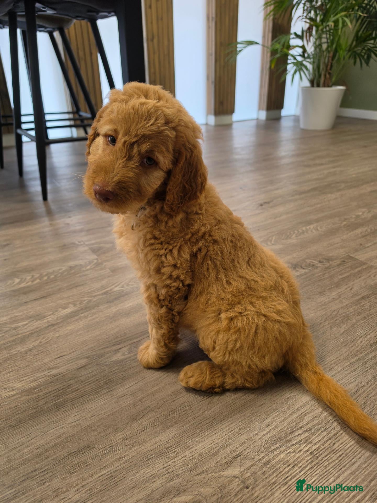 Labradoodle honden De laatste pup 🩵 half Australian doodles🥰 - Advertentie 1